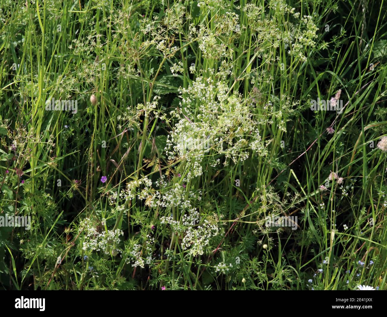 Great hedge bedstraw, Smooth bedstraw (Galium mollugo), blooming, Germany Stock Photo
