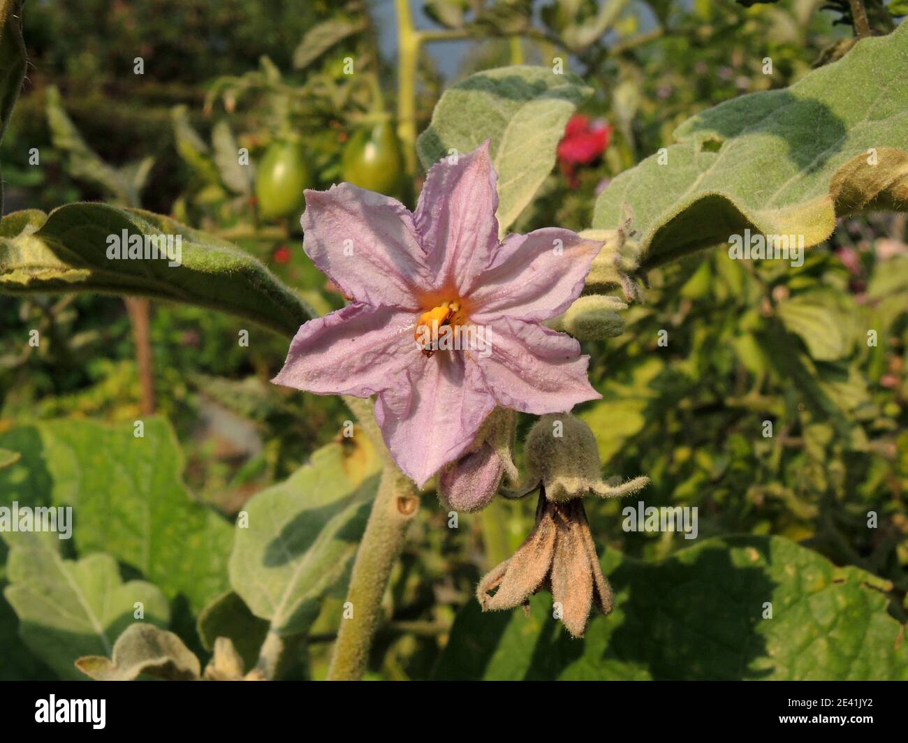 eggplant, eggplant (Solanum melongena), flower Stock Photo Alamy