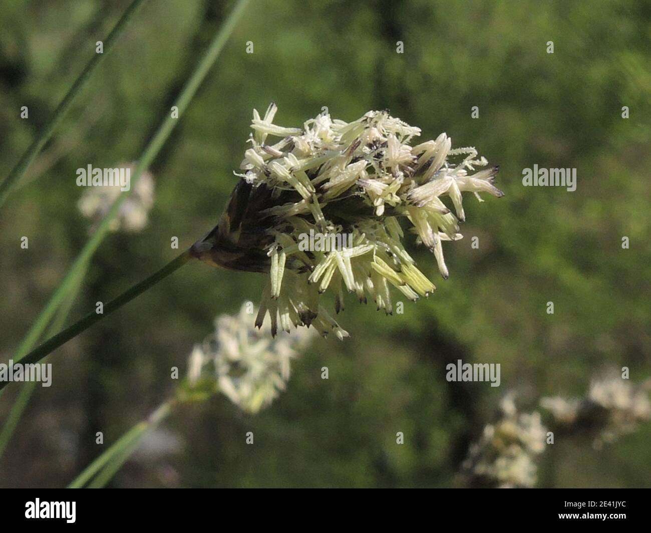 blue moor-grass (Sesleria caerulea, Seseleria albicans), blooming, Germany, North Rhine-Westphalia Stock Photo