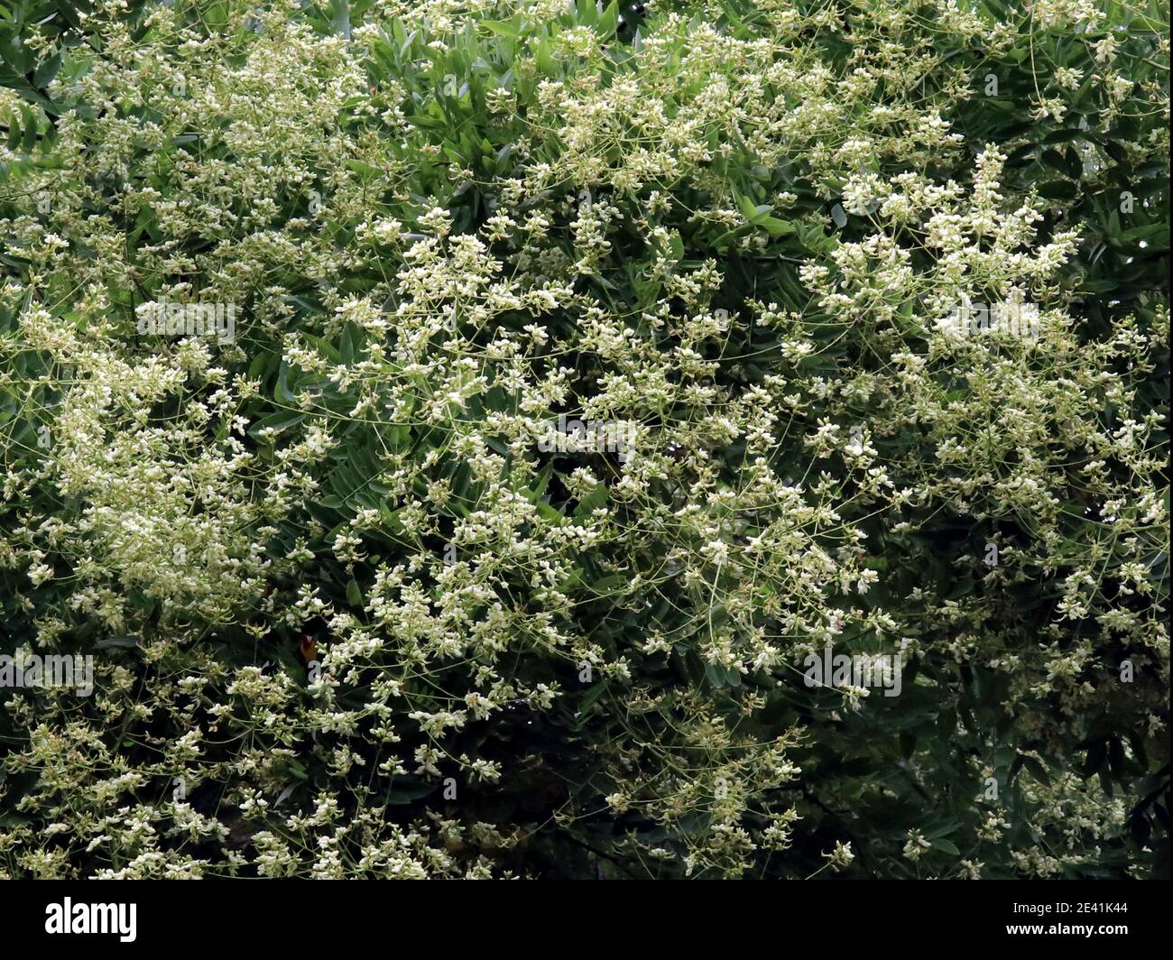 Japanese pagoda tree (Styphnolobium japonicum, Sophora japonica), blooming branches Stock Photo