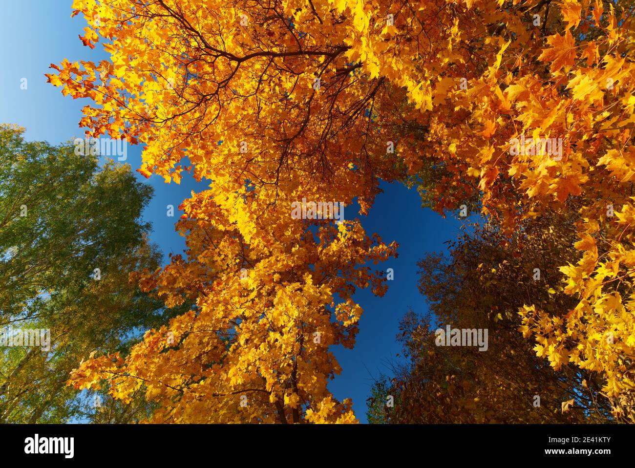Bright colors of autumn in the forest. Maple with yellow leaves and ...