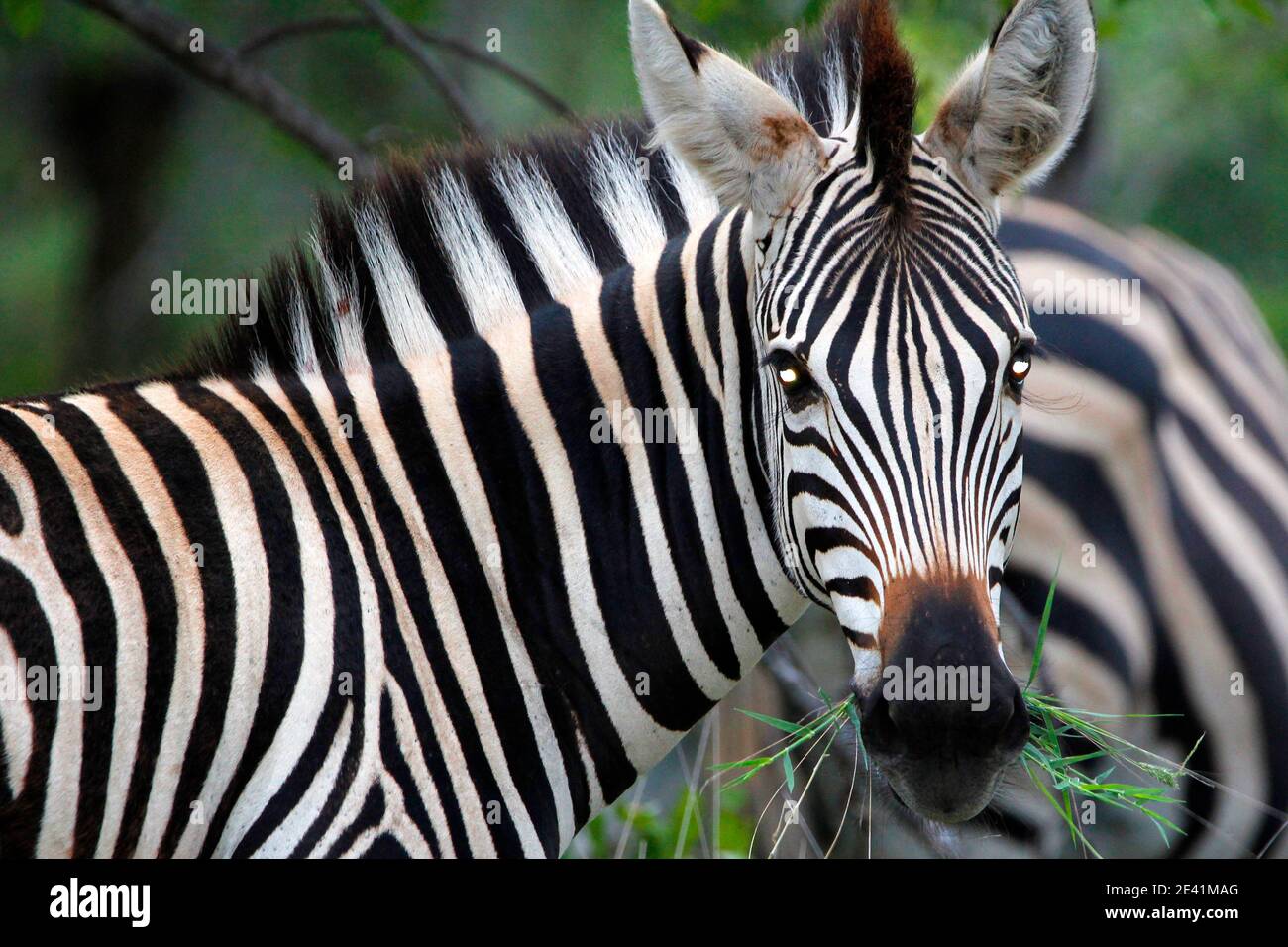 Zebra in the Kruger Park. Stock Photo