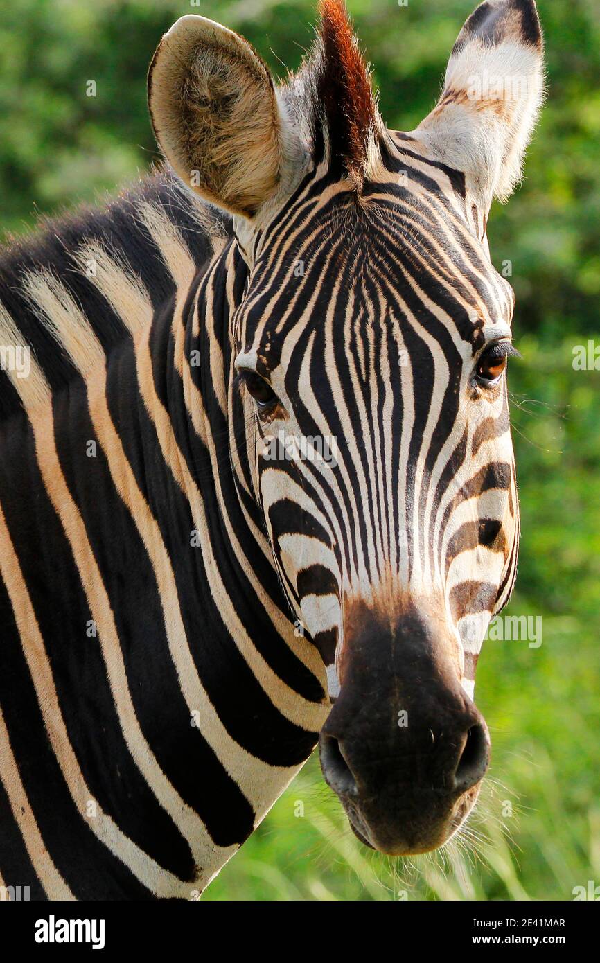 A male zebra waliking in thick bush. Stock Photo