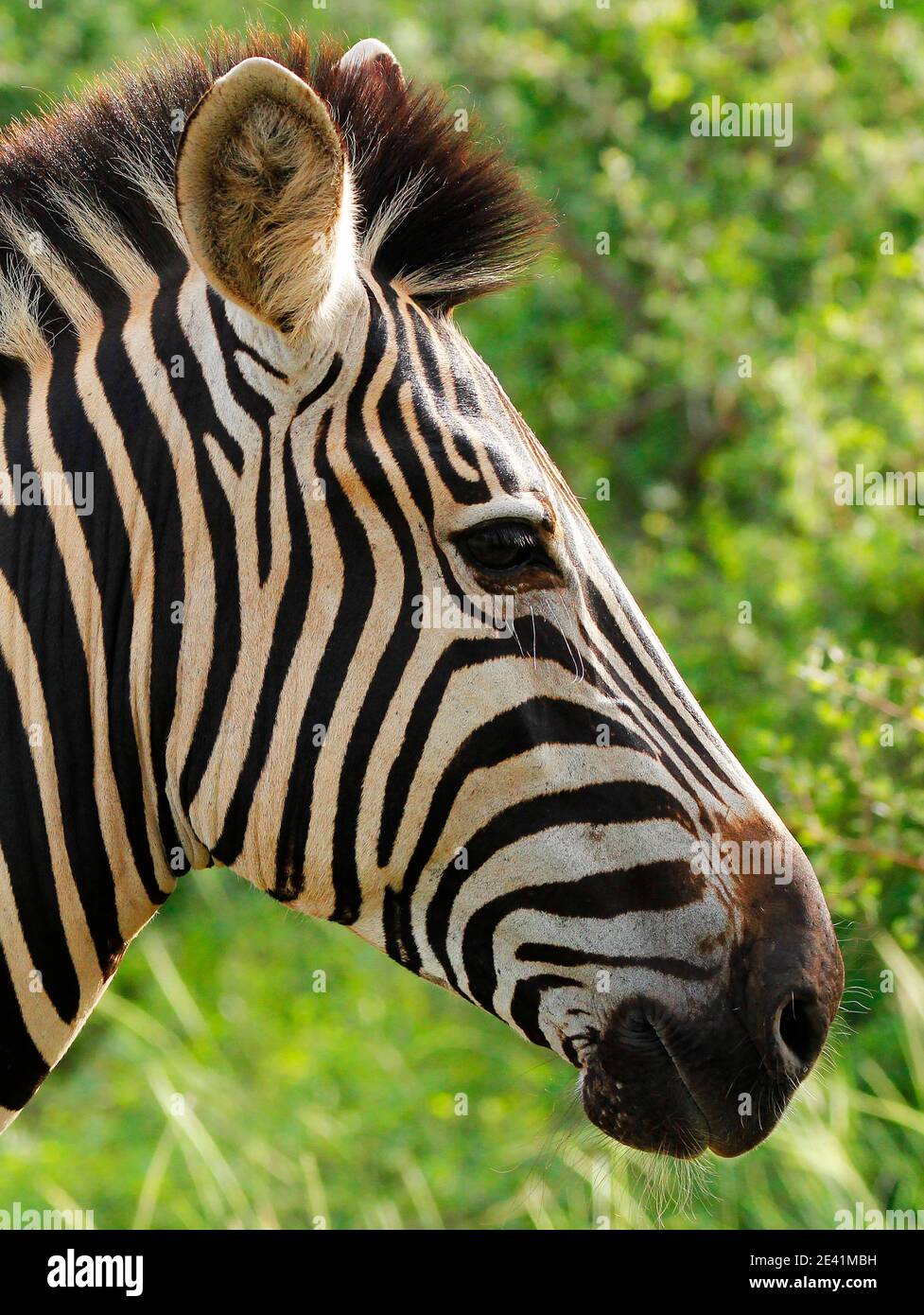 A close-up headshot of a zebra; Stock Photo