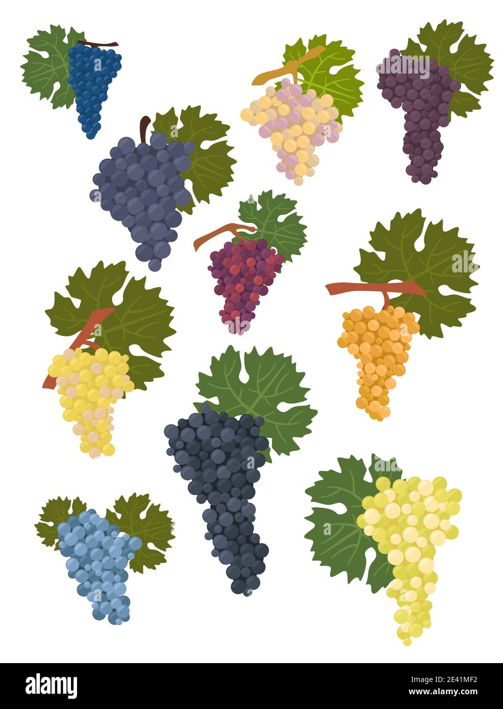 Grapes varieties for wine. Winemaking infographic. Vector illustration