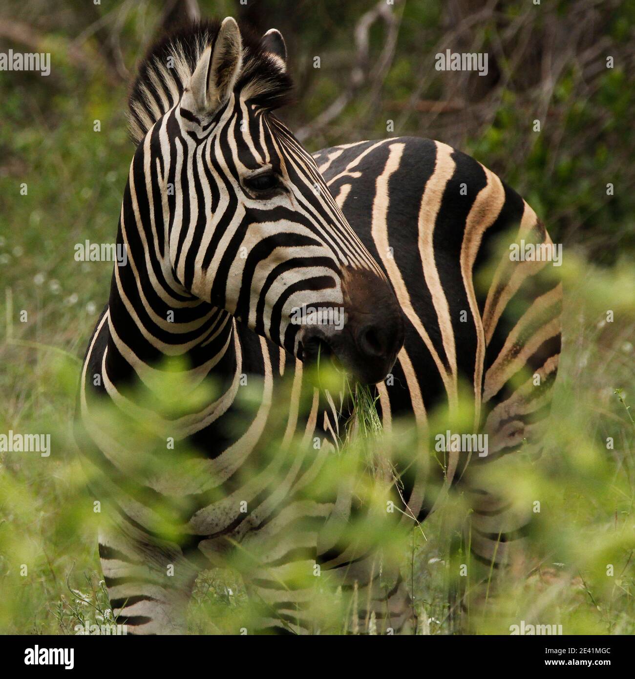 An adult zebra in the Kruger Park. Stock Photo