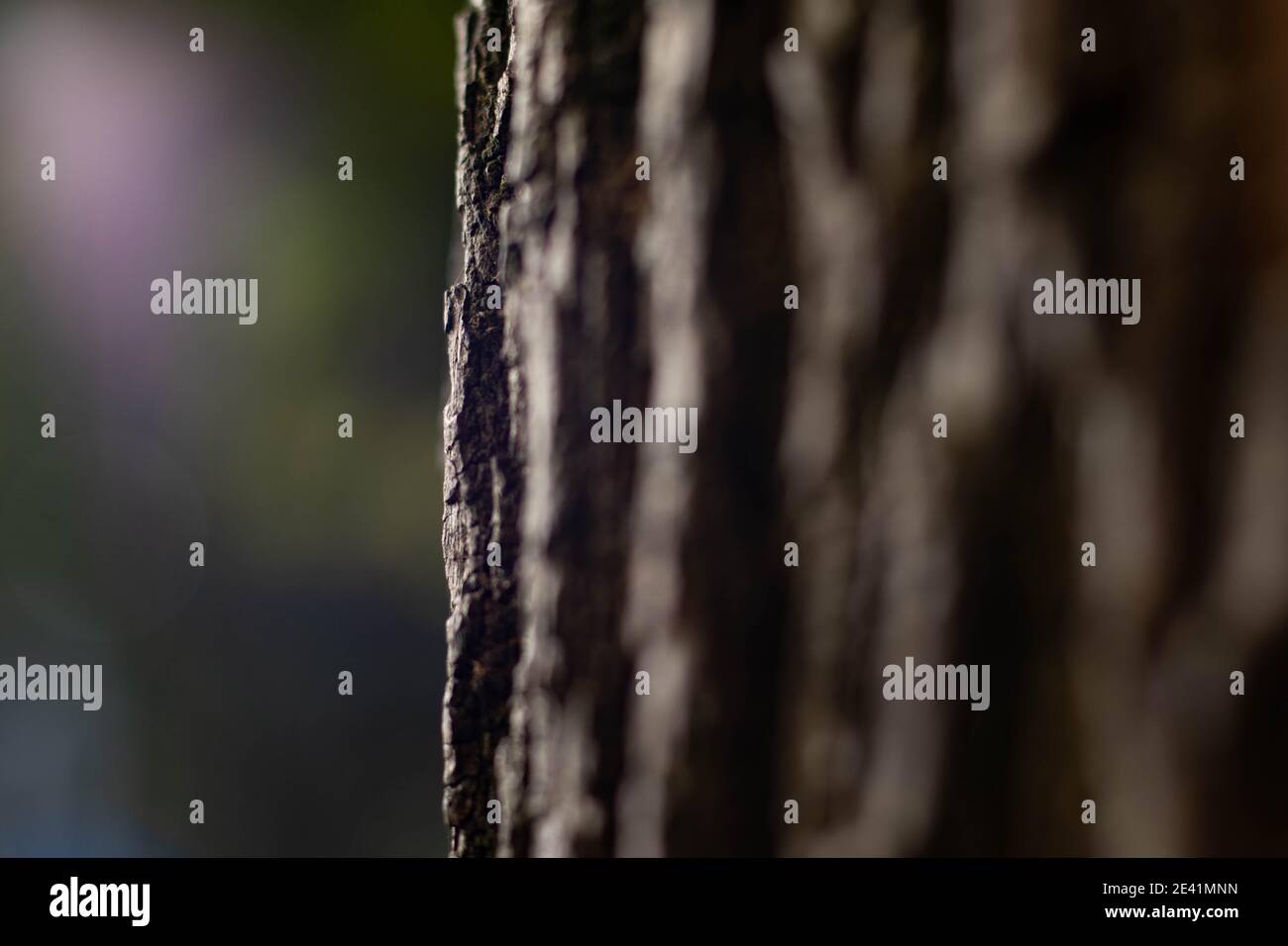 detail of tree trunk with blur background Stock Photo - Alamy