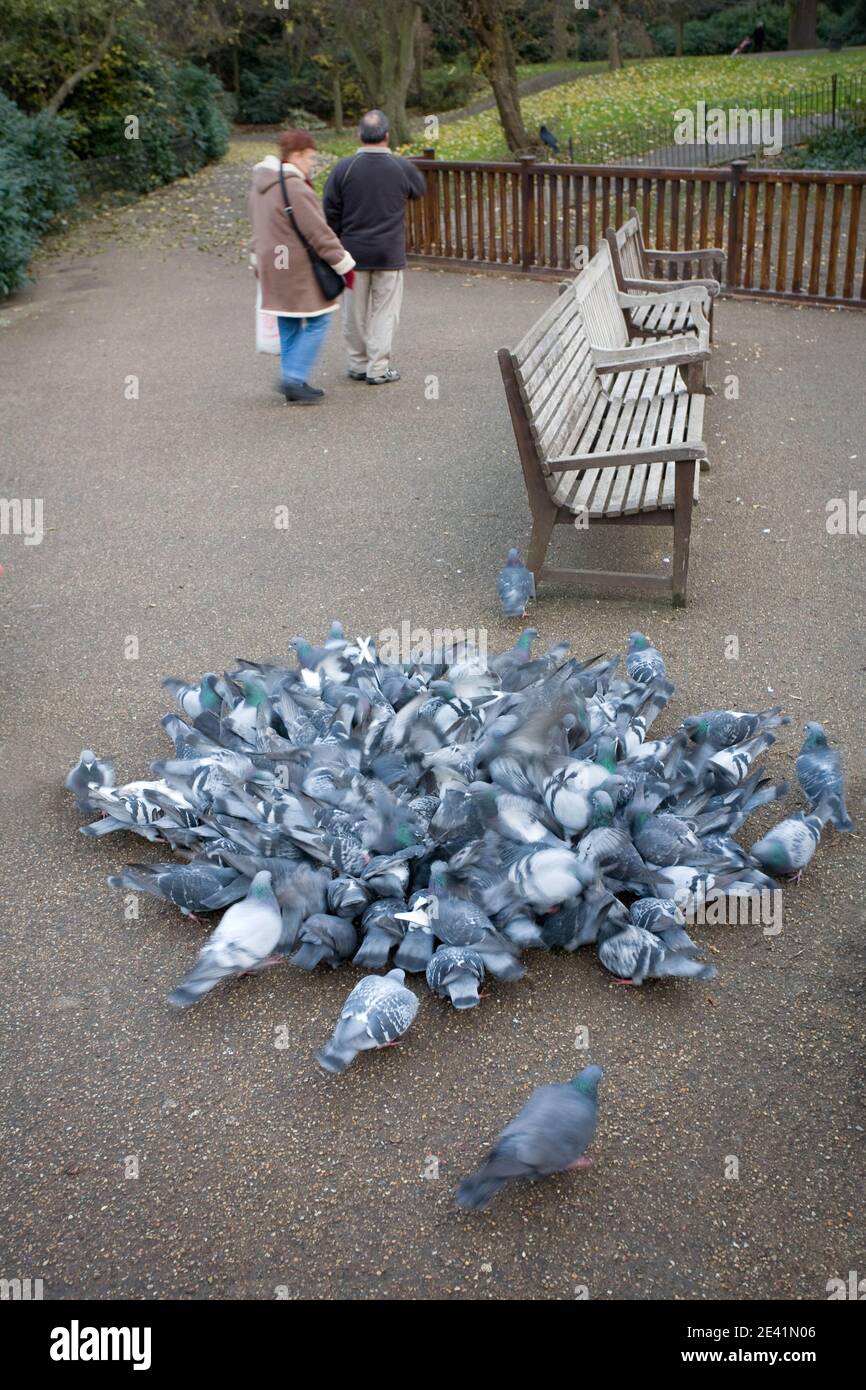 A couple quietly retreat after feeding pigeons in Greenwich Park London UK Stock Photo