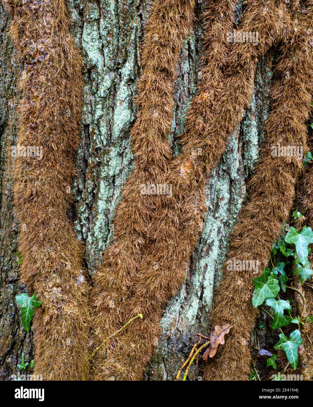 Thick aerial roots of Ivy Hedra helix on a lichen covered tree trunk - covered in fine 'hair' roots in a humid woodland environment - Somerset UK Stock Photo