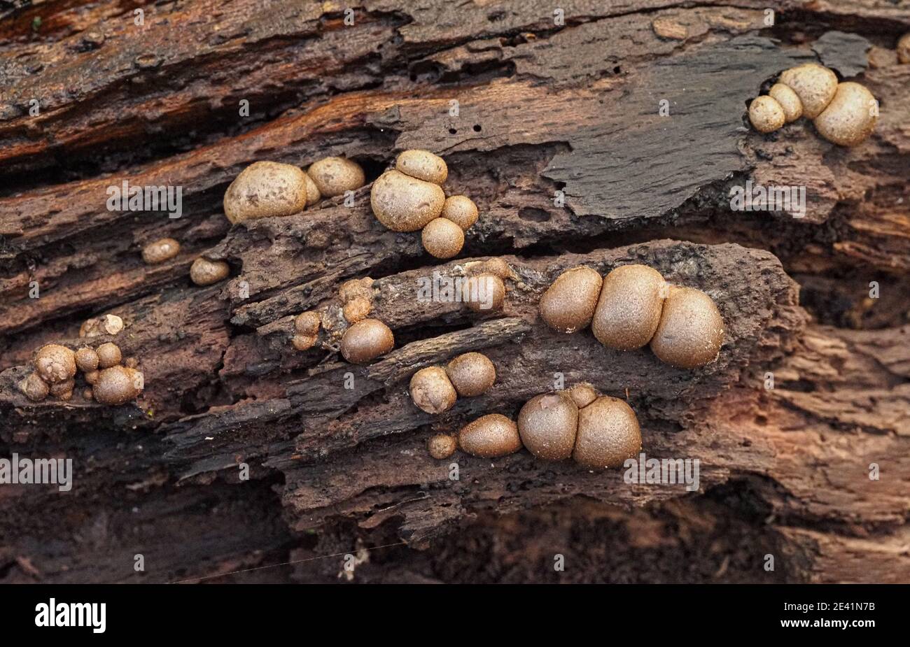 Daldinia fissa a species of King Alfred's Cakes group of fungi on rotting wood in a Somerset wood UK Stock Photo