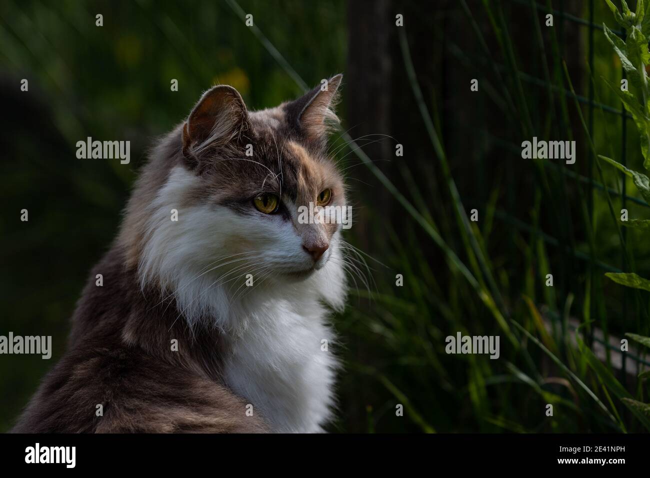 Long haired cat outside on the prowl Stock Photo - Alamy