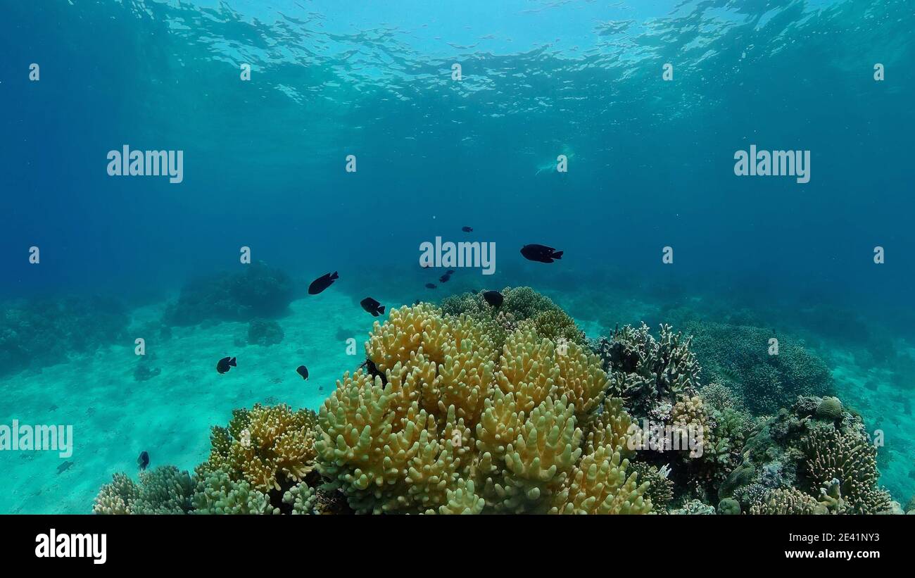 World Reef Fish Coral reef and tropical fishes. The underwater world of the Philippines ...