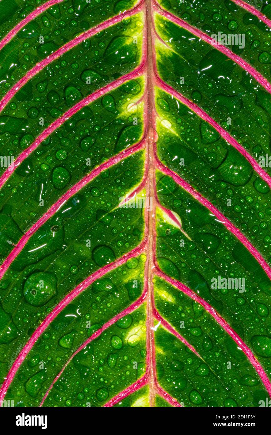 Leaf of a Prayer Plant (Maranta leuconeura var massangeana) Stock Photo