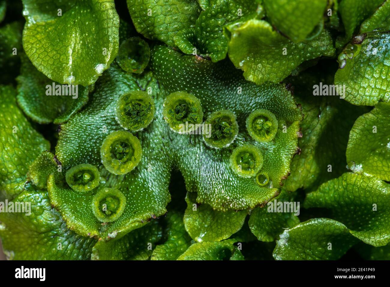 Marchantia polymorpha Moss with Gemma Cups Stock Photo