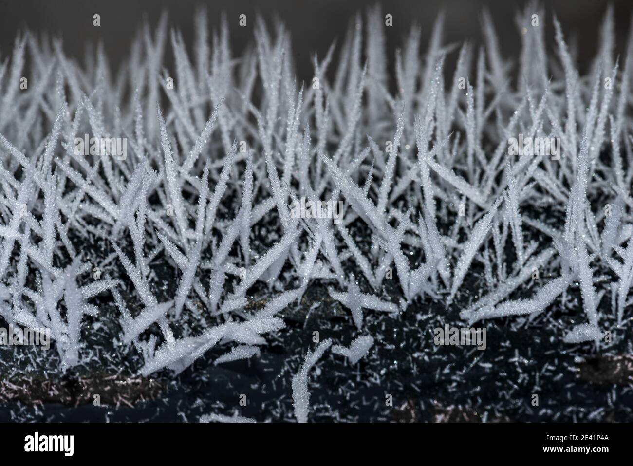 Needlelike Ice Crystals after a Foggy Winter Night Stock Photo Alamy
