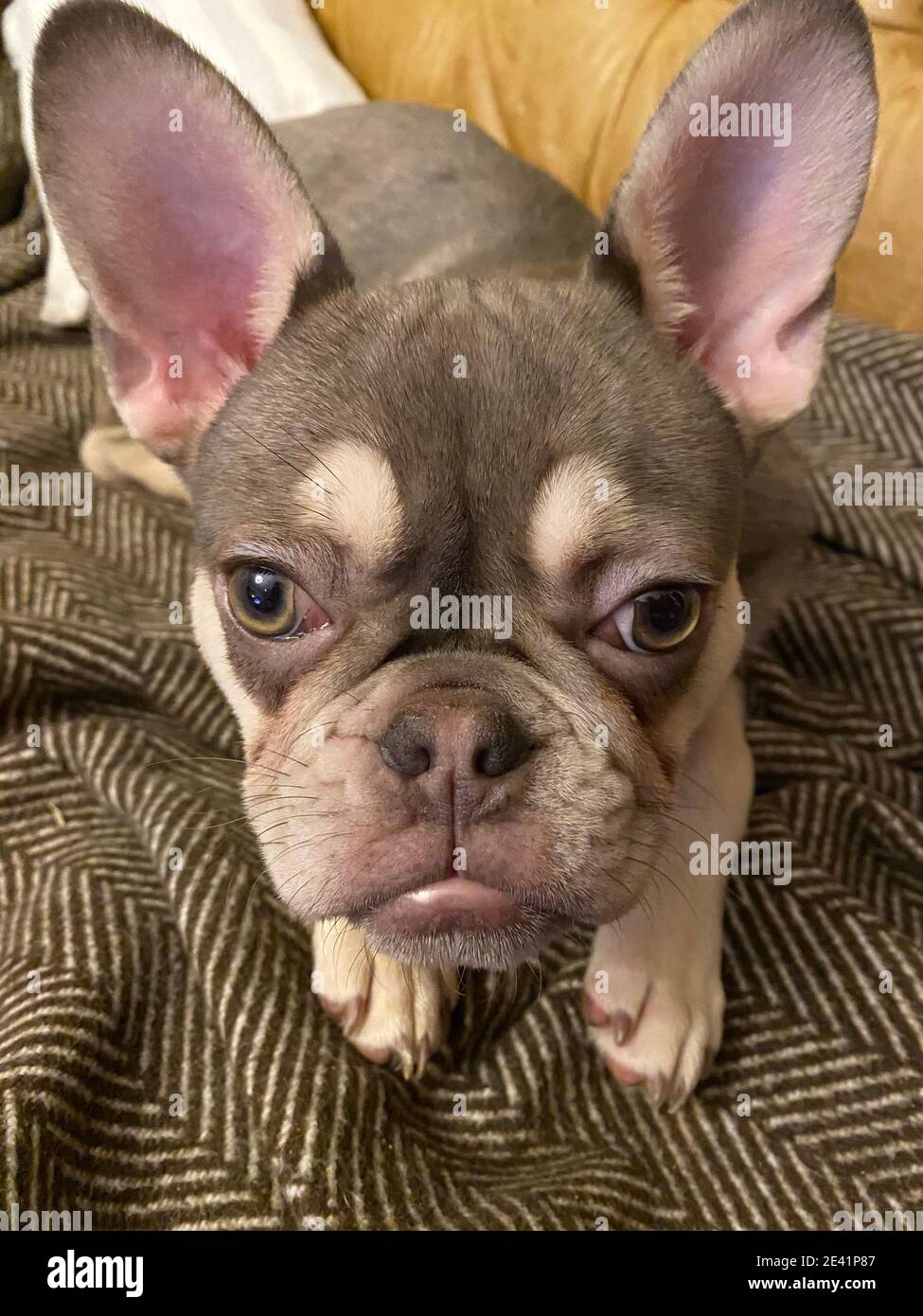 French Bulldog, Puppy, Lying On A Couch Stock Photo Alamy
