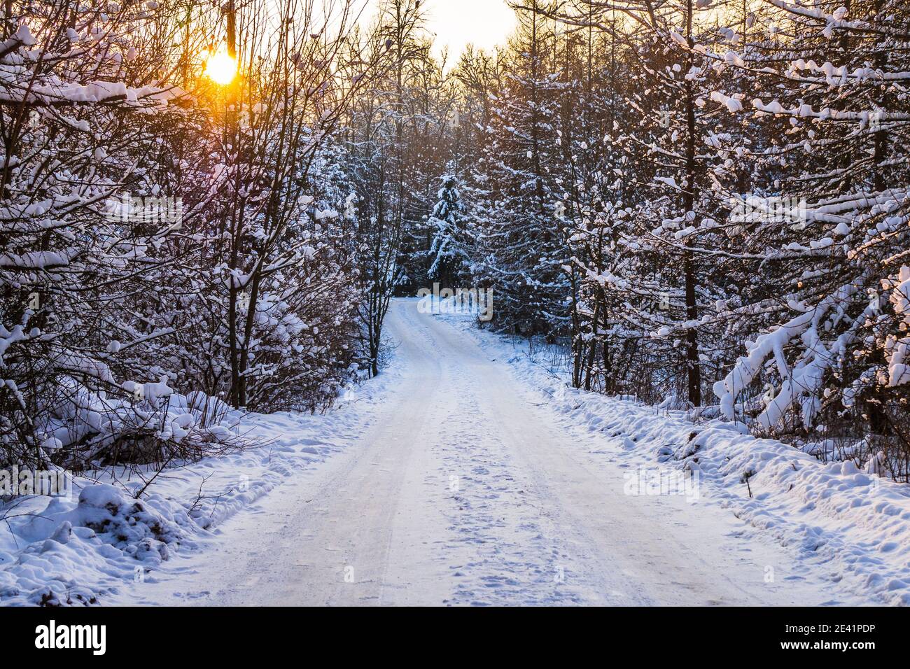 Winter Unusual Road and Forest Trail Stock Photo