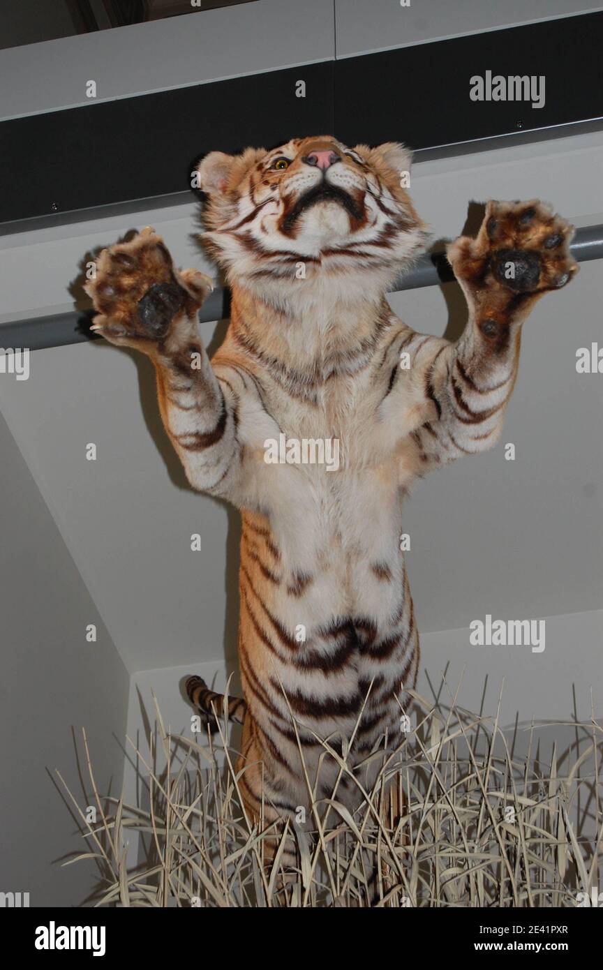 Tiger in Washington Zoo  USA fur furs stripes stripe claws claw shape teeth face straw jump jumping animal large big eyes compound animal markings Stock Photo