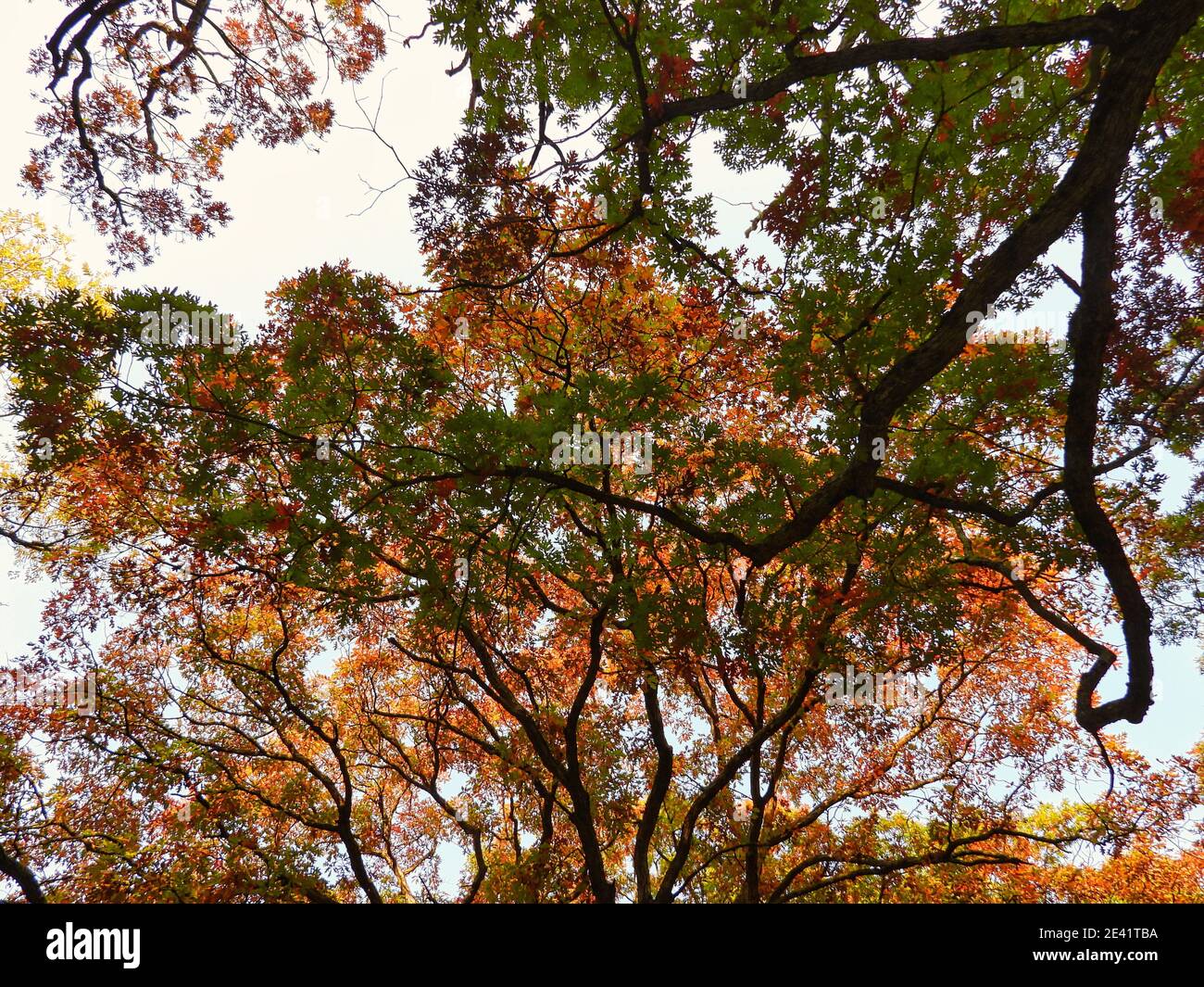 Autumn in the forest: Looking up at an oak tree with different fall colored leaves on a bright sunny day Stock Photo