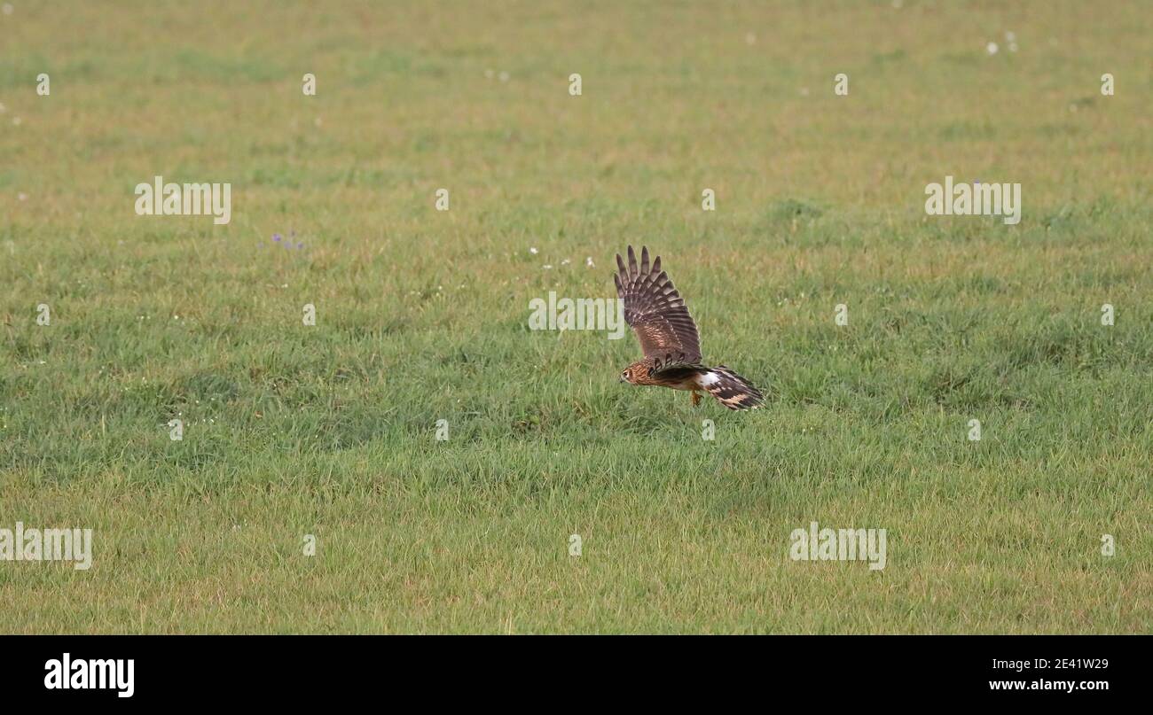 Flying hen harrier hi-res stock photography and images - Alamy