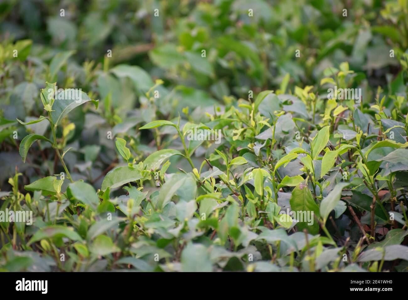Melaleuca alternifolia is known as the tea tree Stock Photo