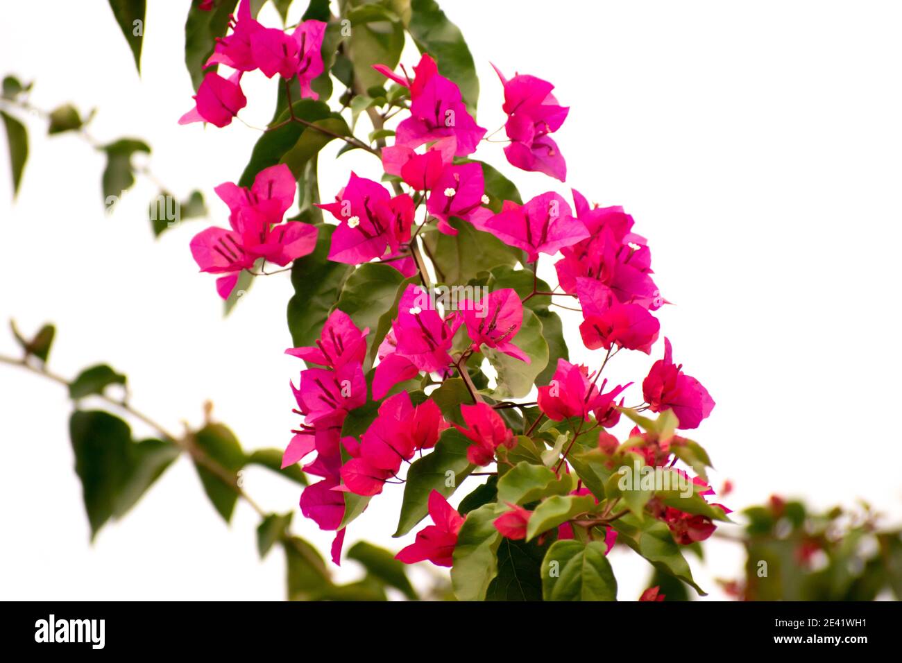 Bougainvillea is a genus of thorny ornamental vines, bushes, or trees. Stock Photo