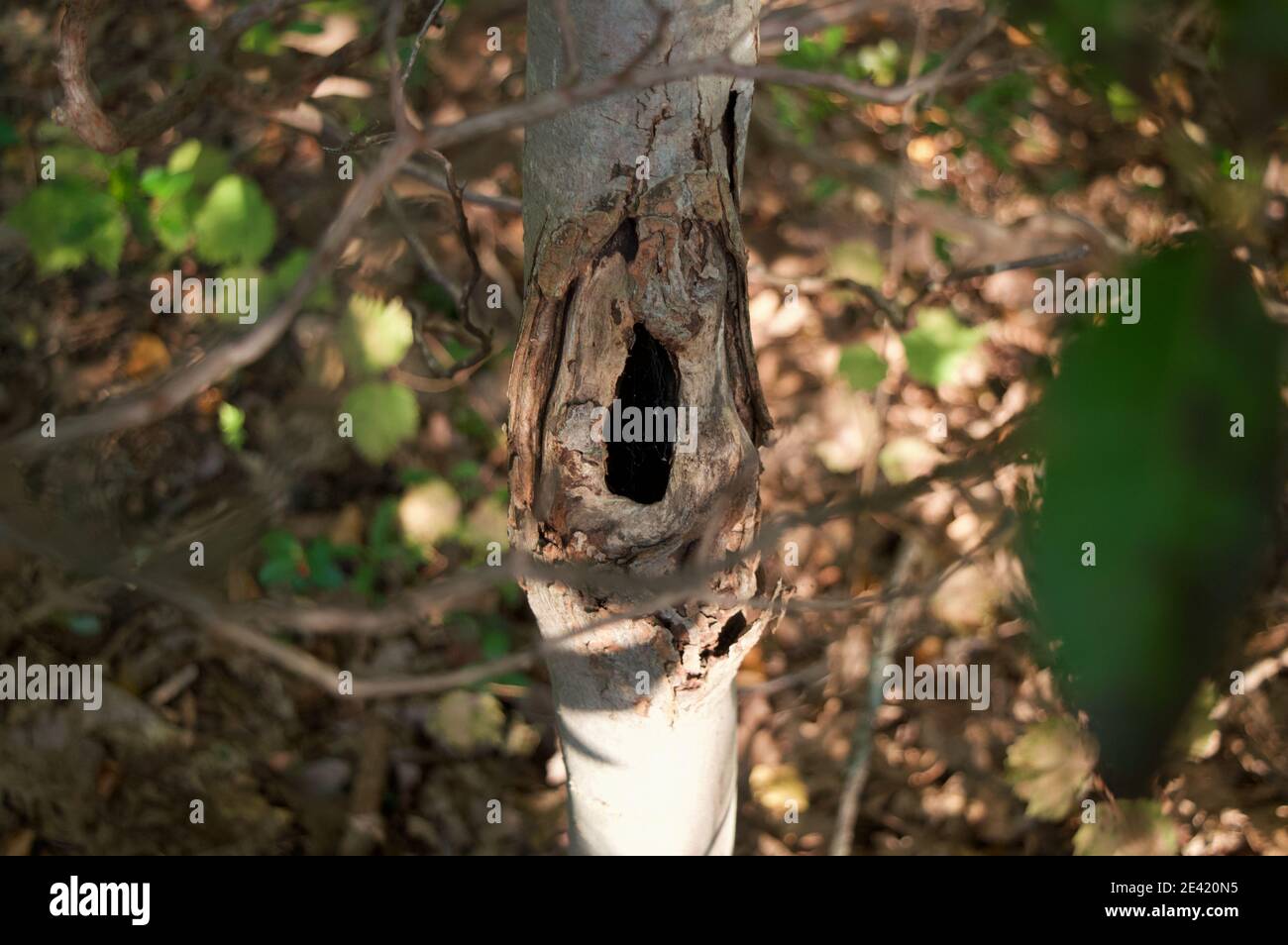 Wounded Tree Wounded tree hi-res stock photography and images - Alamy