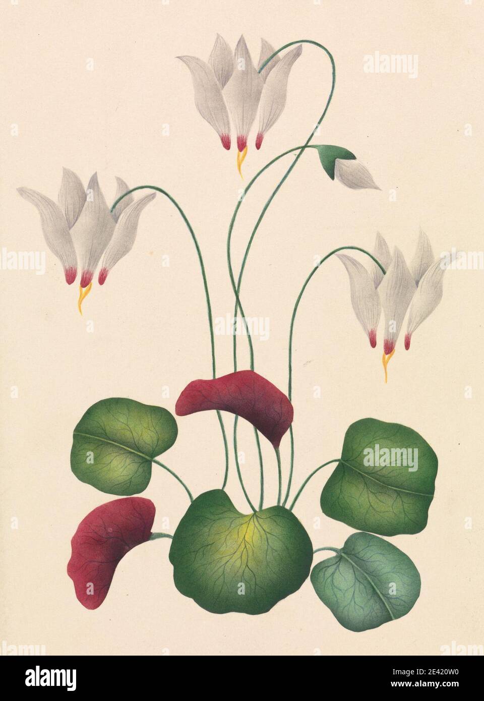 unknown artist, Flower with Three Blossoms, between 1826 and 1866. Watercolor, gouache. Stock Photo