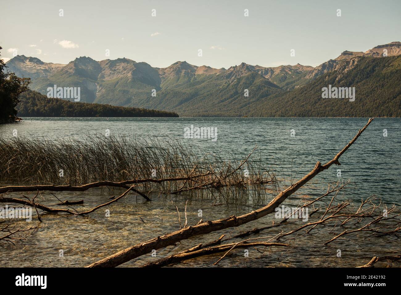 view of the landscape of Patagonia, Argentina, on the Traful lake. lake plants and dead trees in the foreground Stock Photo