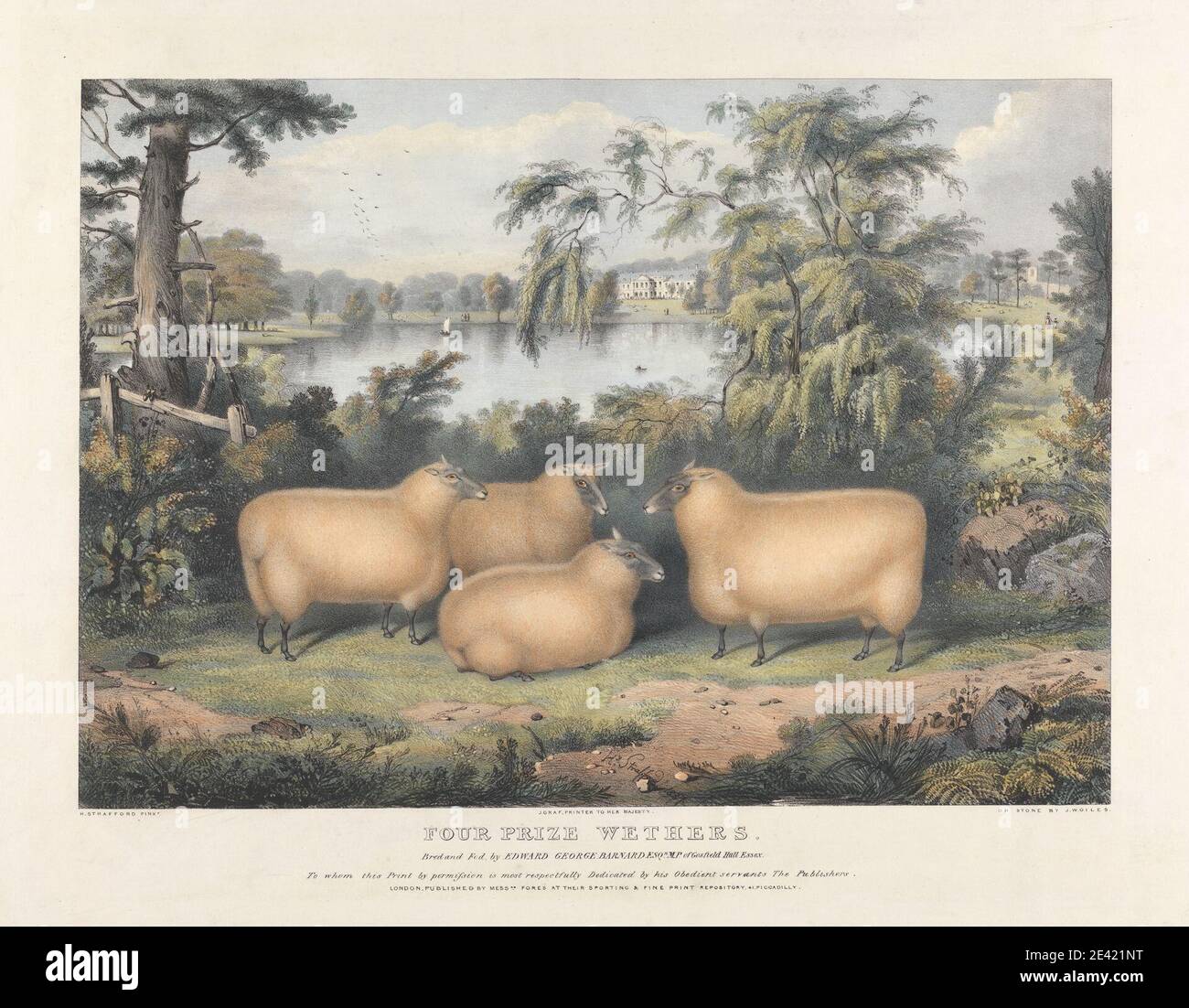 Print made by John West Giles, active 1827â€“1865, Four Prize Wethers, 1837. Lithograph with hand coloring on thick, slightly textured, cream wove paper.   agronomy , animal art , ewe (animal) , farming , husbandry , obesity , science Stock Photo