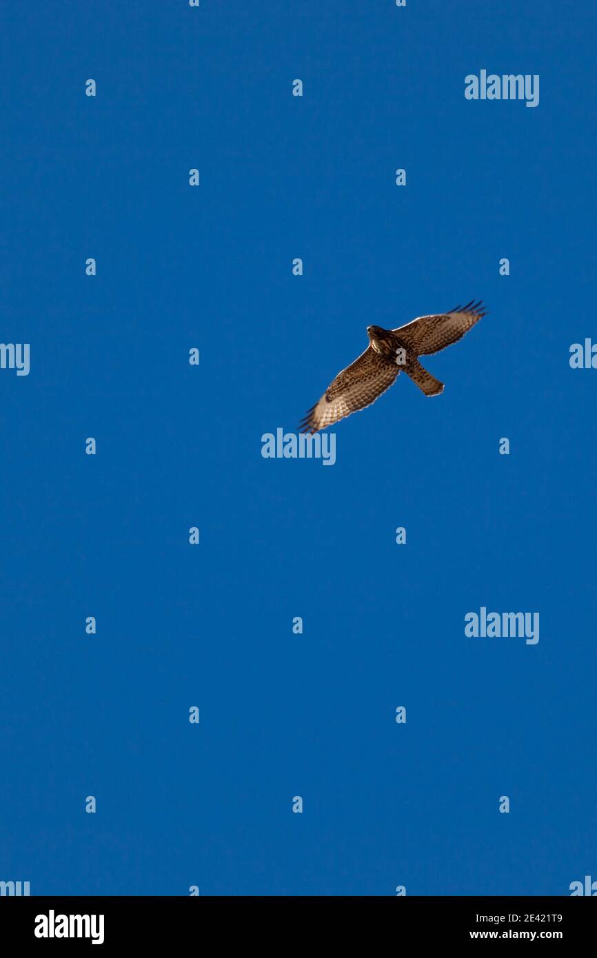 Flying hawk native american hi-res stock photography and images - Alamy