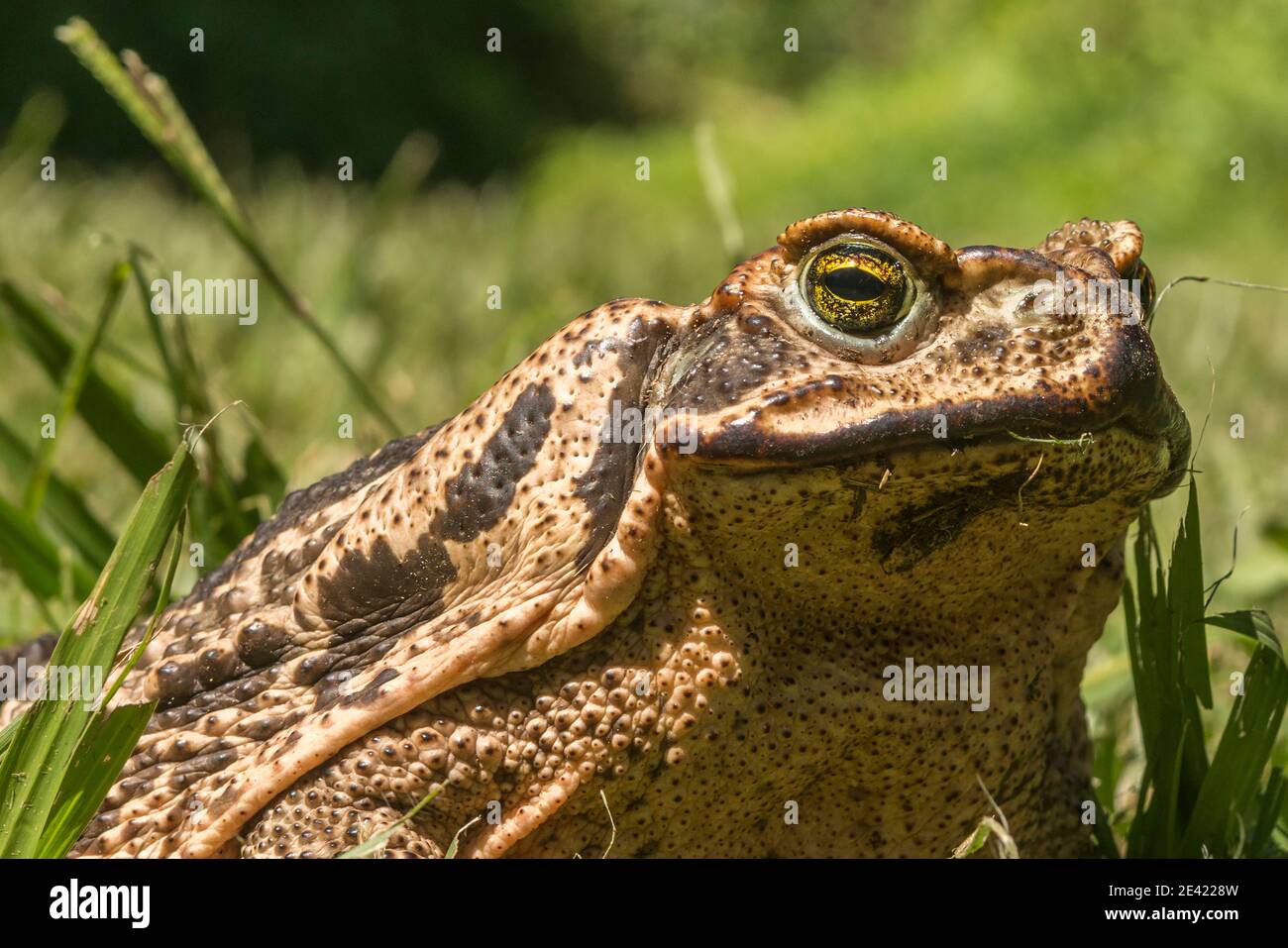 portrait of a toad where you can see the face and part of the body. The diffuse background is green outside and some grasses are visible Stock Photo