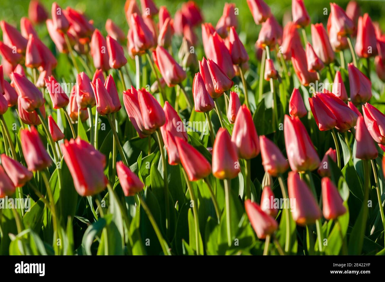 Group of red tulips in the garden, close-up shot Stock Photo