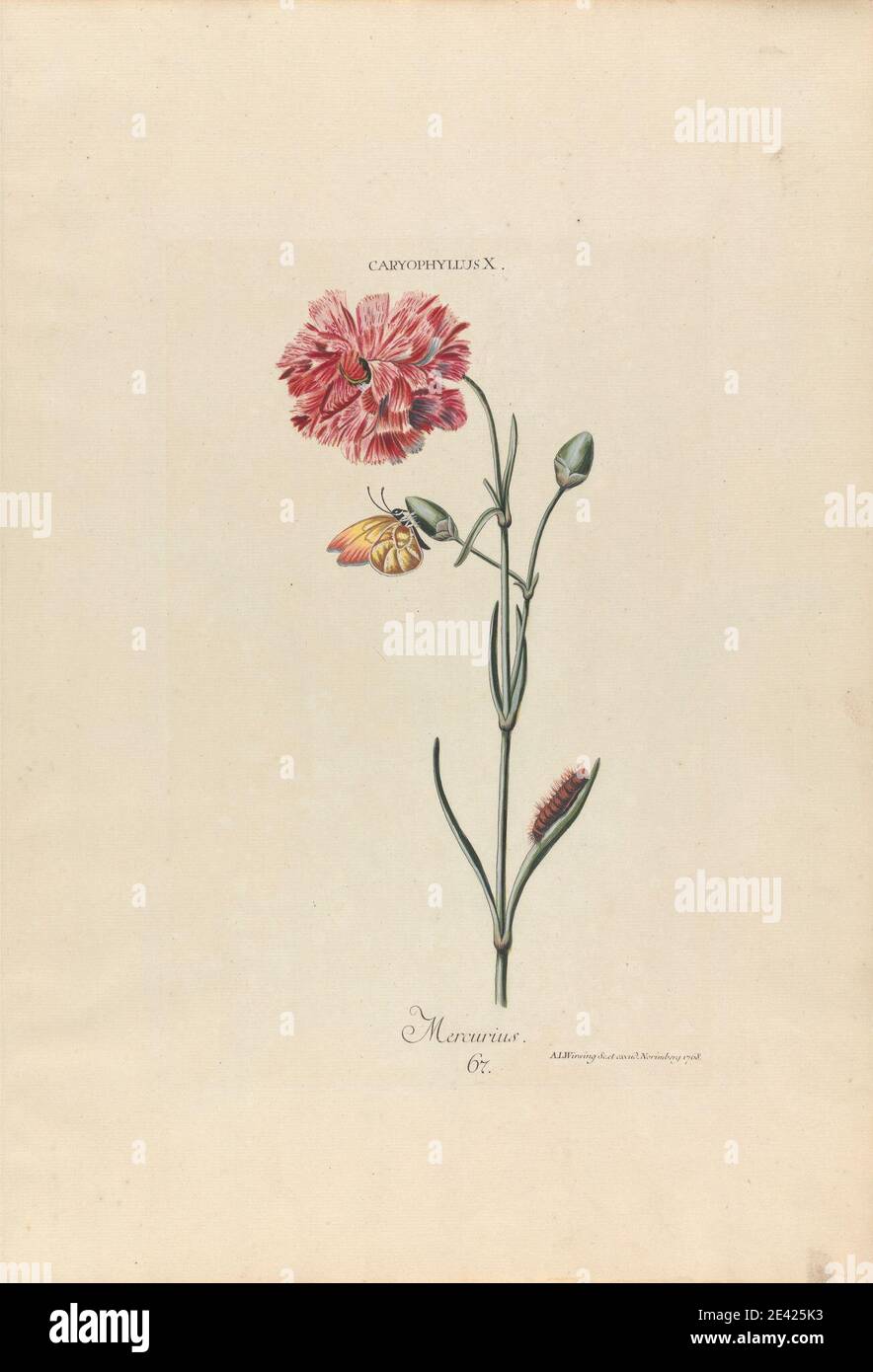 Print made by Adam Ludwig Wirsing, 1733â€“1797, German, Caryophyllus X. Mercurius. Plate 67 from 'Hortus Nitidissimis Omnem per Annum Superbiens Floribus', Nuremberg, 1768, 1768. Engraving with original hand coloring on medium, slightly textured, cream laid paper.   botanical subject , botany , butterfly , caterpillar , flower (plant) , plant , science Stock Photo