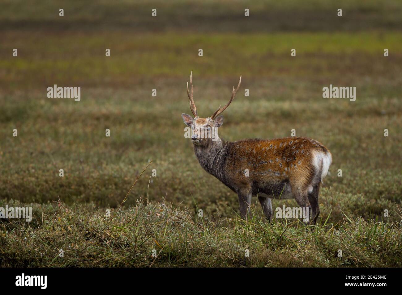 Arne wetlands hi-res stock photography and images - Alamy