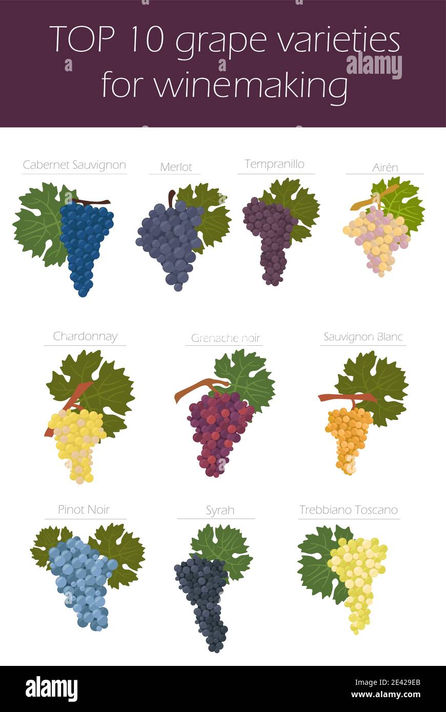 Grapes varieties for wine. Winemaking infographic. Vector illustration
