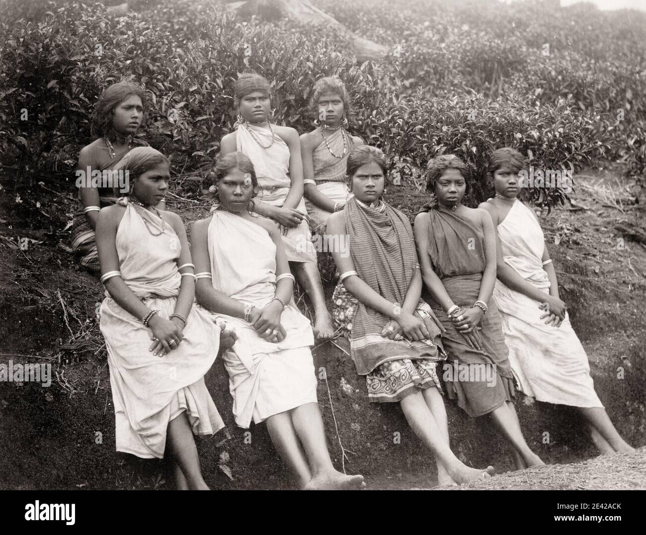 Vintage 19th century photograph tea plantation workers, Ceylon, Sri