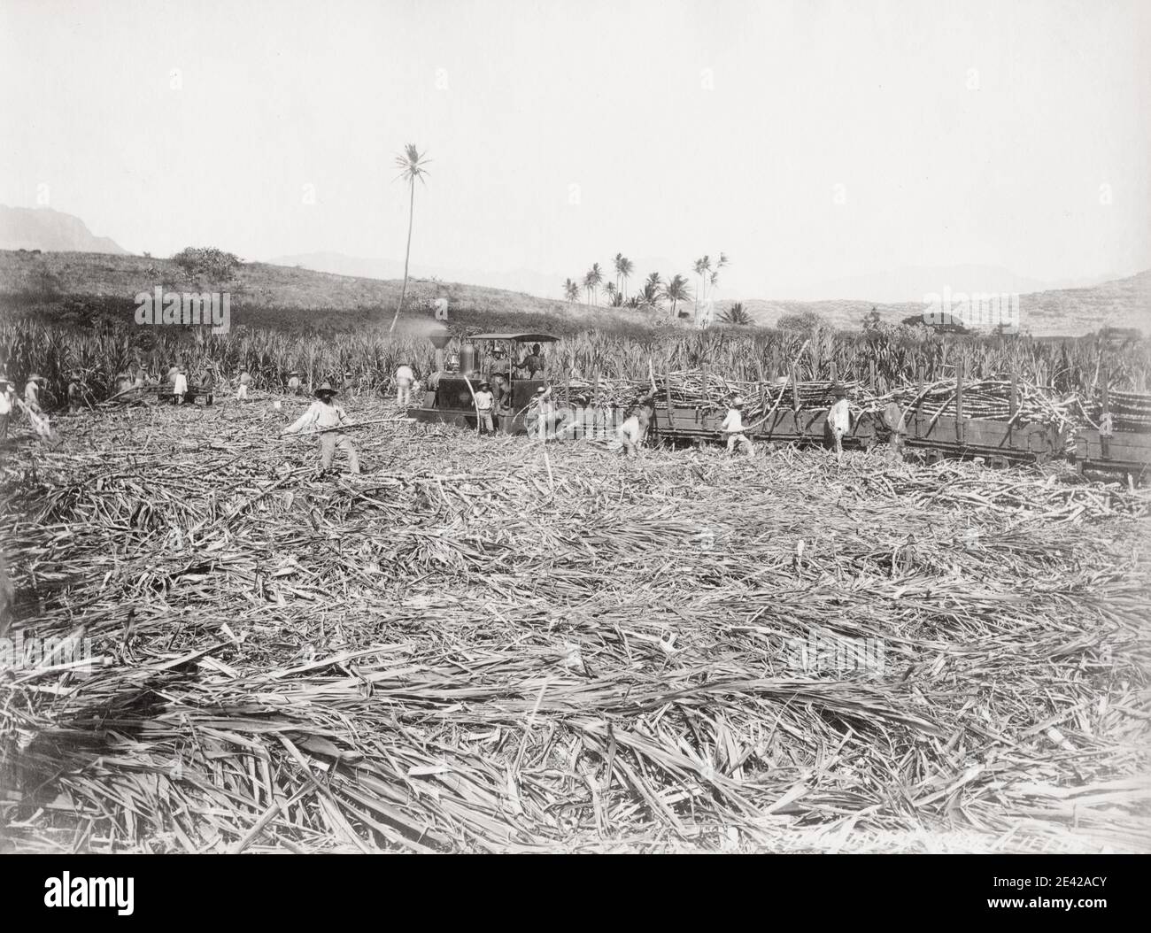 Vintage 19th century photograph: cutting sugar cane, Barbados, West Indies. Stock Photo