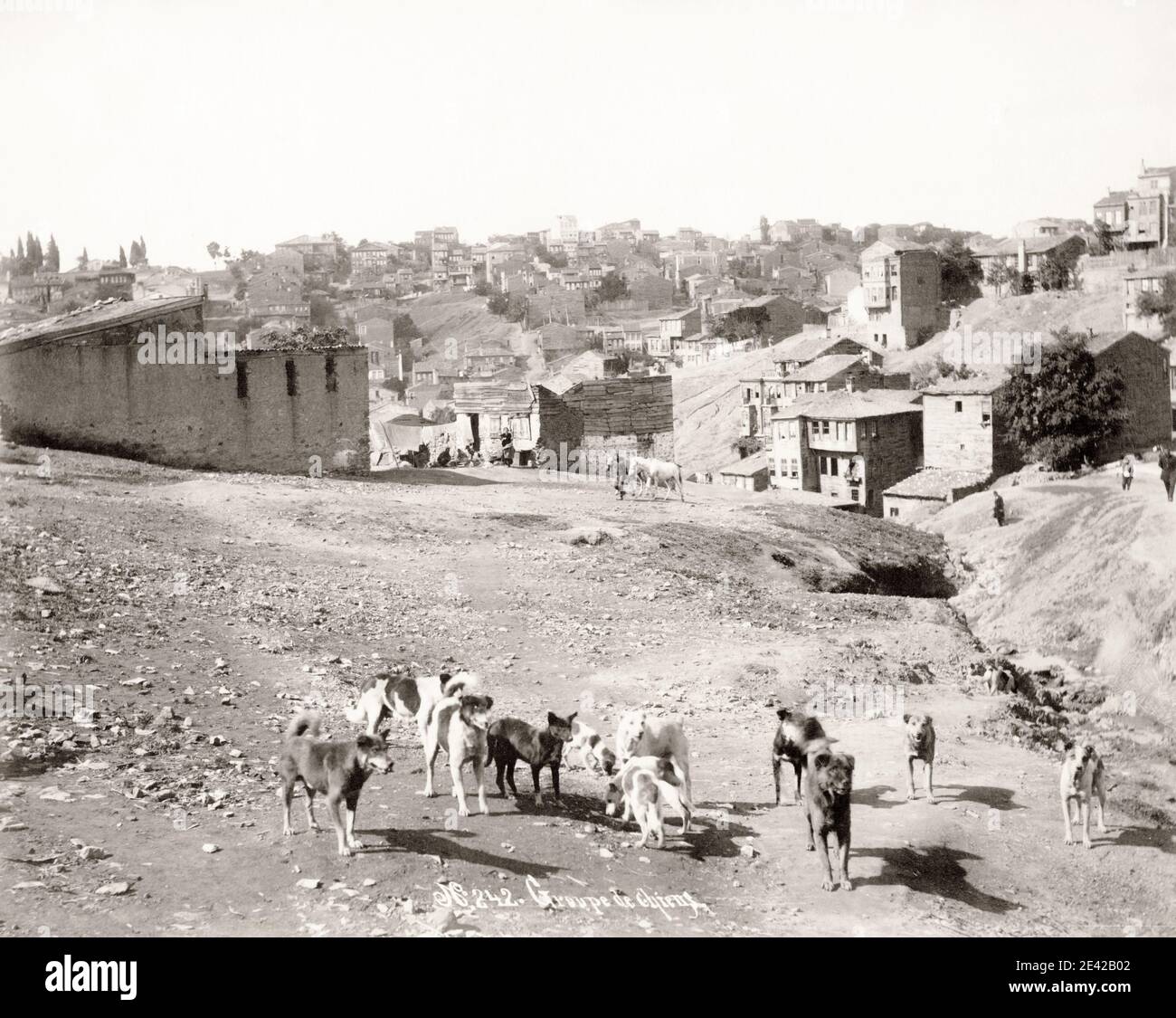 Vintage 19th century photograph: street dogs, stray dogs, Turkey Stock Photo