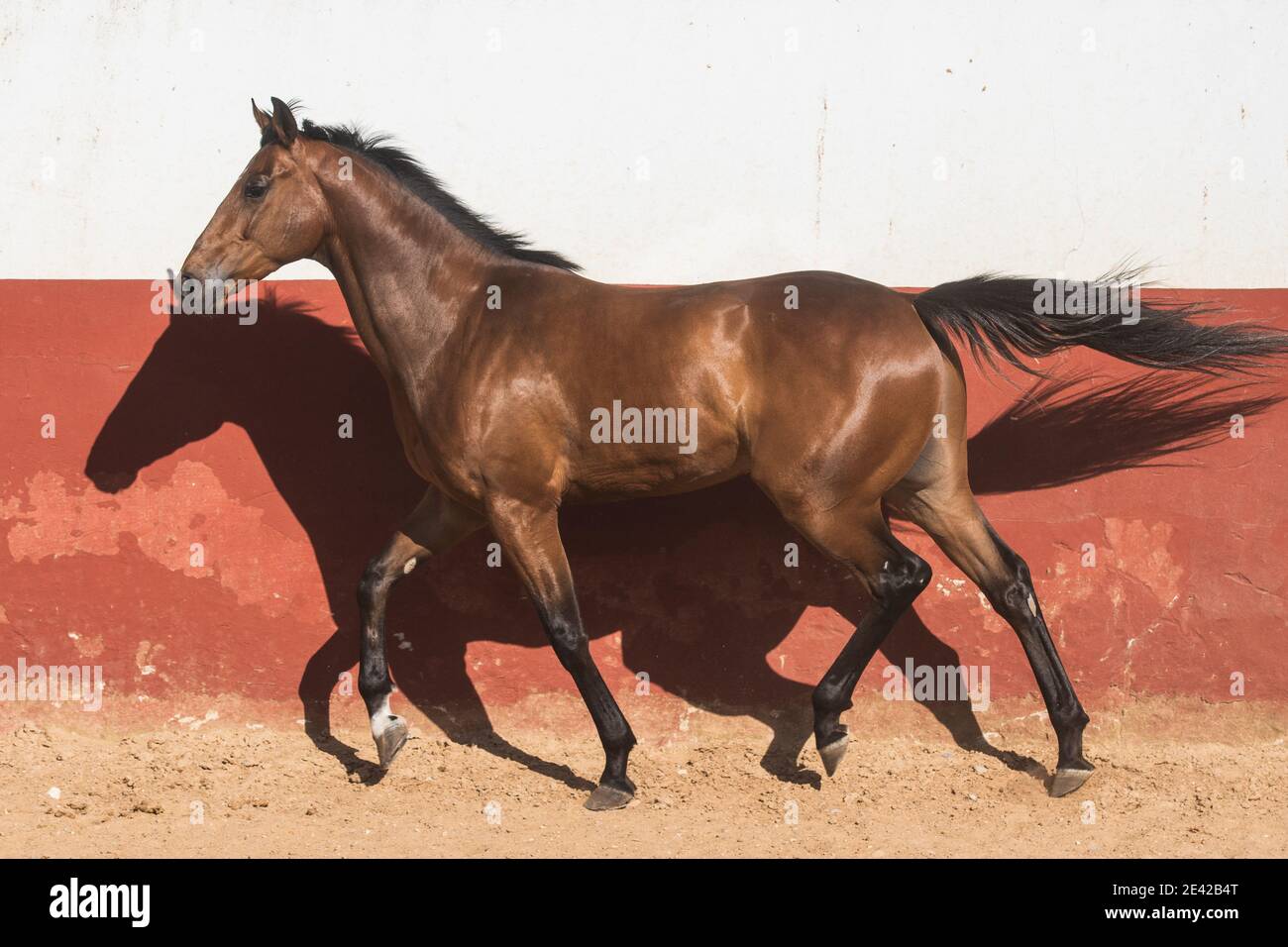 Beautiful brown gelding thoroughbred horse trotting in freedom Stock Photo