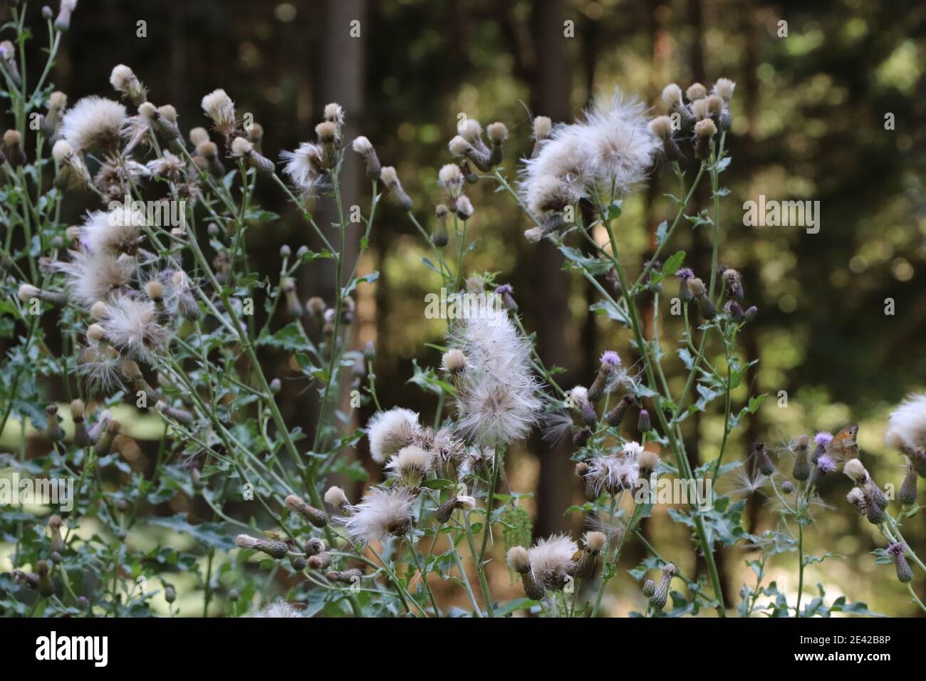 close up of thistles in the woodland Stock Photo