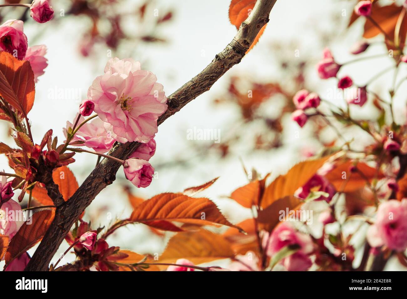 Cherry Blossoms in Bergen, Norway Stock Photo Alamy