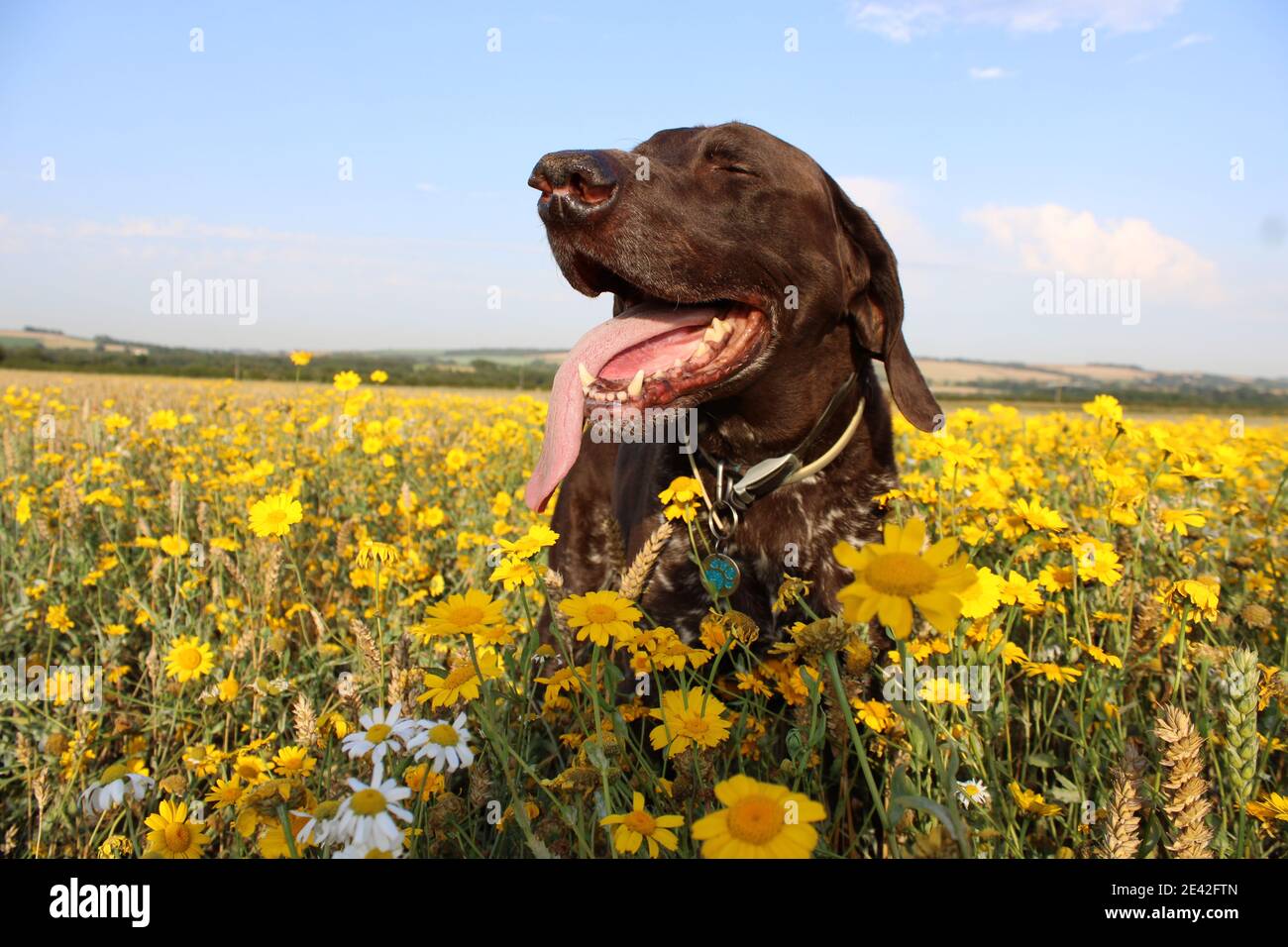 A Short haired German Pointer in a field full of yellow daisies in East Yorkshire. Stock Photo