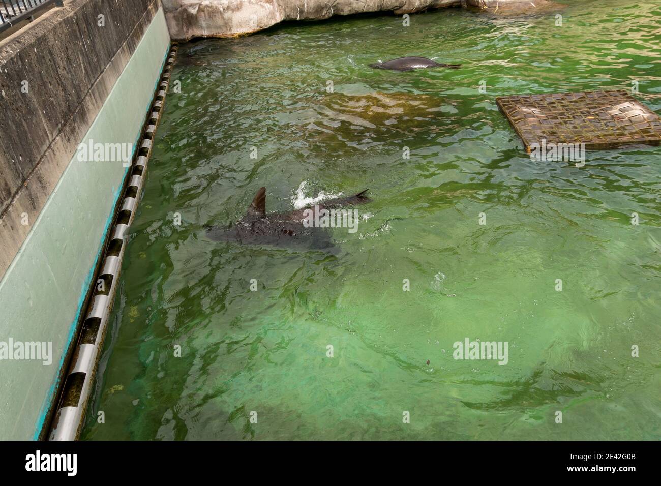 Aalborg, Denmark - 25 Jul 2020: Seals play and swim around on a lovely day, green water and rocks Stock Photo
