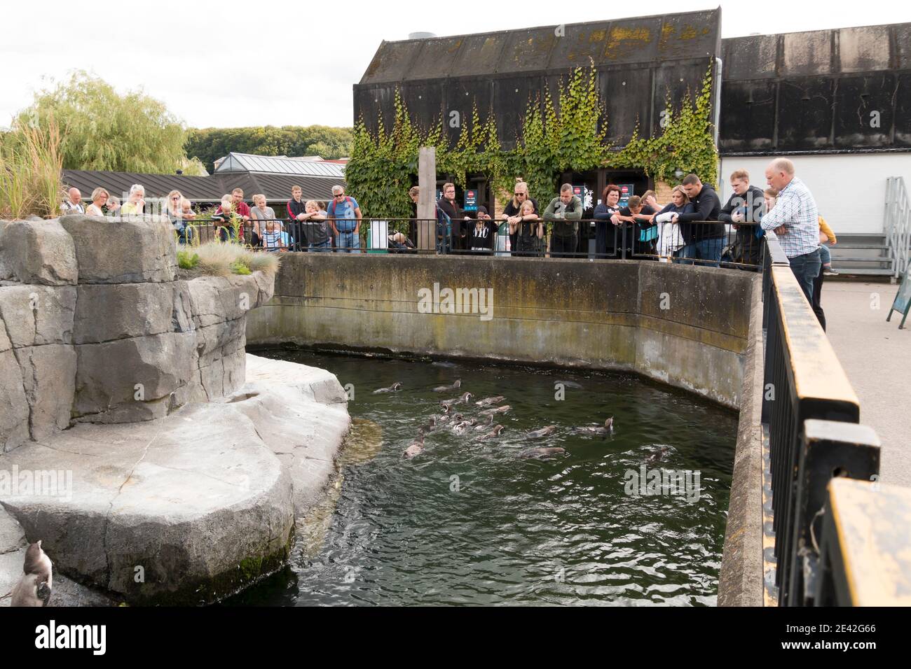 Aalborg, Denmark - 25 Jul 2020: People looking at Penguins swimming in green water Stock Photo