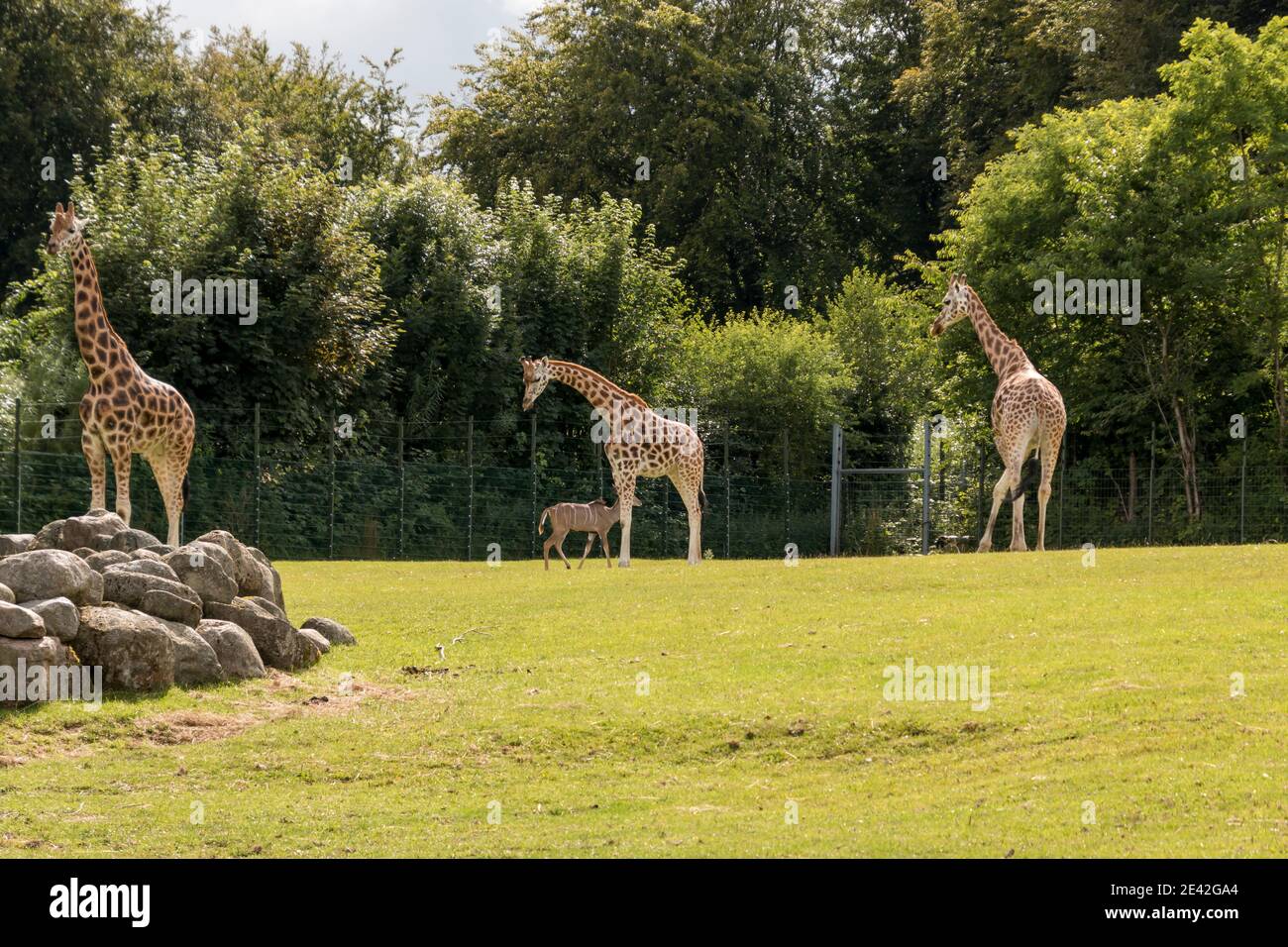 Aalborg, Denmark - 25 Jul 2020: Giraffes on a grass field Stock Photo