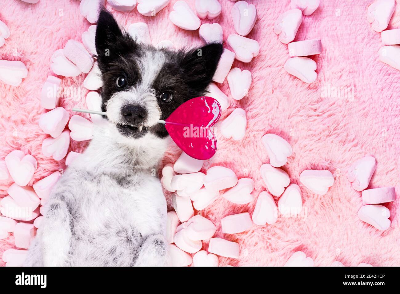 poodle dog looking and staring at you   ,while lying on bed full of marshmallows as background  , in love, pink lolly or lollypop Stock Photo