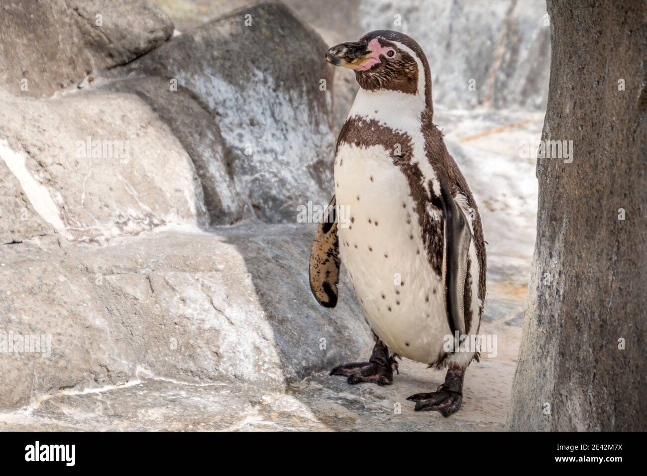 A Humboldt penguin (Spheniscus humboldti) also called Peruvian Penguin or Patranca on the rocks of a cliff Stock Photo