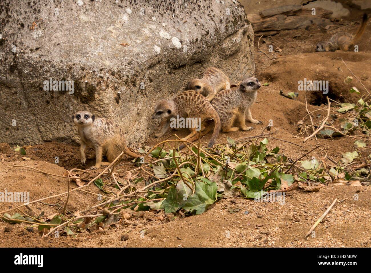 Funny image from African nature. Cute Meerkats, Suricata suricatta, sitting in the sand desert. Big family of small cute mammals. Stock Photo