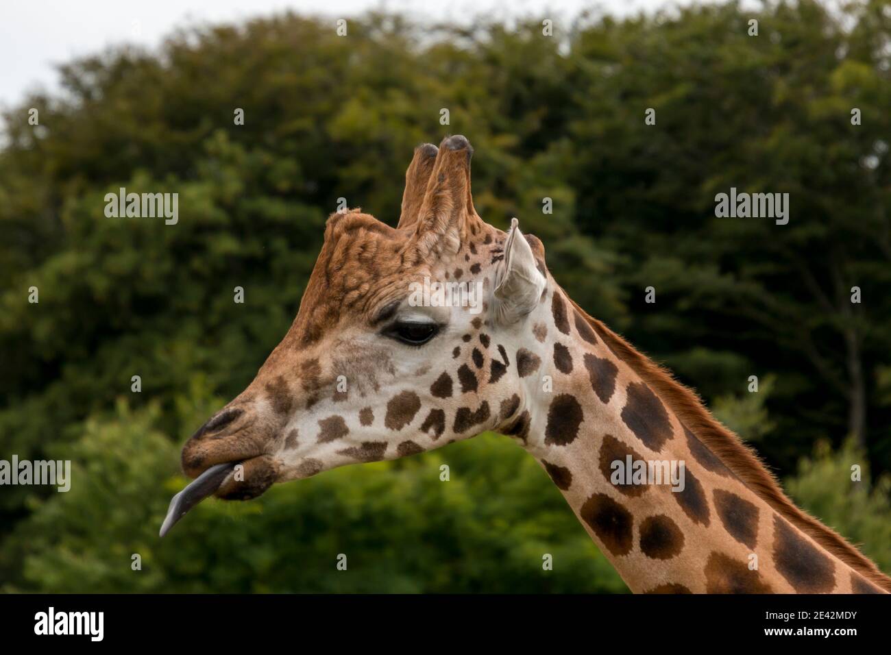 Close up photo of a giraffe, green trees in the background, sun shining, giraffe tongue visible. Stock Photo